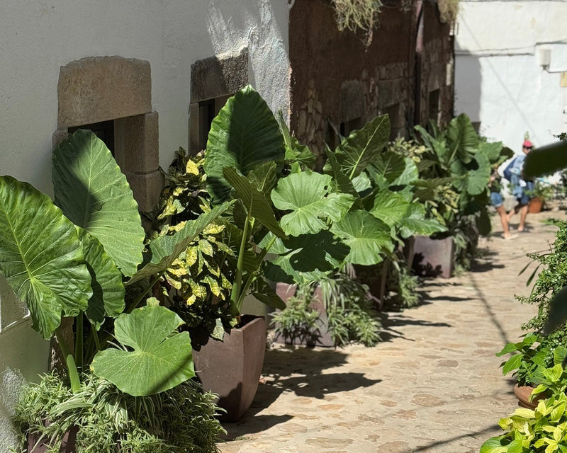Row of potted plants along a stone-paved alleyway.